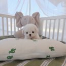 수원-1931 | 수원강아지분양 알아보다가 직접 방문 후 결정한 솔직 후기♥