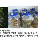 은행 외피액 식초/천연발효. 10월 은행 체취와 2일간 말려 20리터 6통 이미지