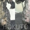 분당필동물병원 이미지