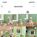 잎테(IPTAE) 이미지