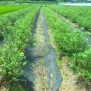 하이농장 이미지