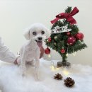 뽀삐애견샵 | 케어/웨돔노령견애견미용실/노령견맞춤케어/16살뽀삐의맞춤애견미용/일산애견미용실/웨돔애견미용실...