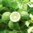 저녁아로마테라피DIY 이미지