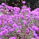 영월교회 앞 이미지