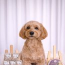 스타피드 | 강아지 화식 건강한 식사 내추럴 피드