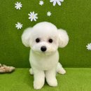 뽀짝뽀짝 애견 미용실 이미지