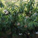 참한우농장 이미지