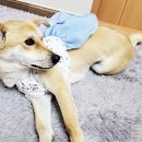 다온펫푸드 이미지