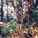 온평리-5 이미지