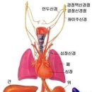 여러 장기가 하는 일 이미지