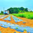 평수농장 이미지