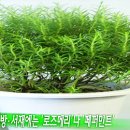 허브 이미지