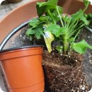 스텔라티스 이미지