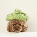 강아지나라동물병원 이미지