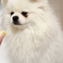 도그 윤 이미지