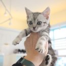 광주 고양이분양 브로스펫 이미지