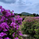 제103차 장흥 제암산807m 사자산666m 철쭉과 강진갈대숲 탐방 이미지