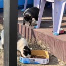 서귀고양이 이미지