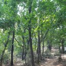 감골공원길 이미지