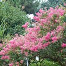 초록흑돼지농장 이미지