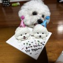 멍개식당 | [의정부 멍개식당] 강아지 생일 케이크 주문 후기, 직접 먹여본 리얼 리뷰