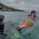 제트탑 | 나트랑 머드온천 탑바 아이리조트 혼땀섬 비교 호핑투어 예약