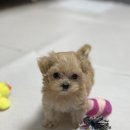 호두약국 이미지