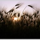 보리밭 노래비 이미지