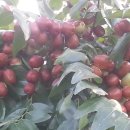 풍요의 아침 이미지