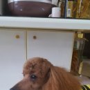 개인화물3350