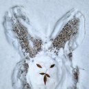 심심토끼 이미지