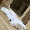 냥이 주택 이미지