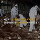계란나라 이미지