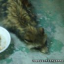 포천대신동물병원 이미지