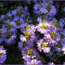 보타니칼 이미지