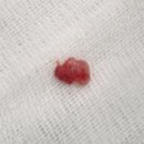 헬릭스동물암센터 이미지