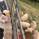 청정목장 | [내돈내산] 대관령 순수양떼목장 아기랑 반려견 동반 평창 가볼만한곳 힐링 후기