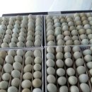 백봉닭농장 이미지