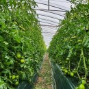 동상농장 이미지