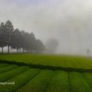 산안개 농장 이미지