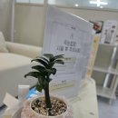 부평 속눈썹펌 ‘헤이유’ 방문 후기✨ 땀과 유분에도 끄떡없는 여름 준비 완료! (굴포천역 5분)