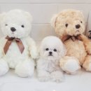 어벤져스켄넬 탑클래스펫 강아지분양 이미지