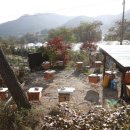 여왕벌민박 이미지