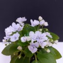 바이올렛 이미지