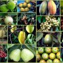 태국과일- 계절별 과일및 수확기안내 이미지