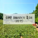 황소고개마을영농조합 | 태백 가볼만한 곳 태백 해바라기 축제 방문 후기 - 절망편