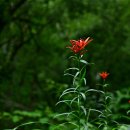 나리반점 이미지