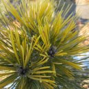 황금소나무 이미지