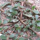 쇠비름(Purslane)효능 이미지