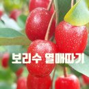 열매 티스토리